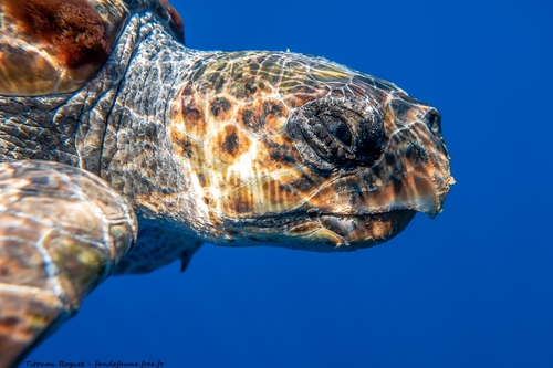 Loggerhead Sea Turtle