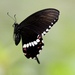 Common Mormon Swallowtail - Photo (c) dickypa, all rights reserved