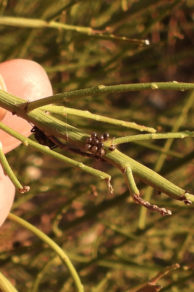 Stink bugs shield bugs and allies from nildottie sa 5238 australia