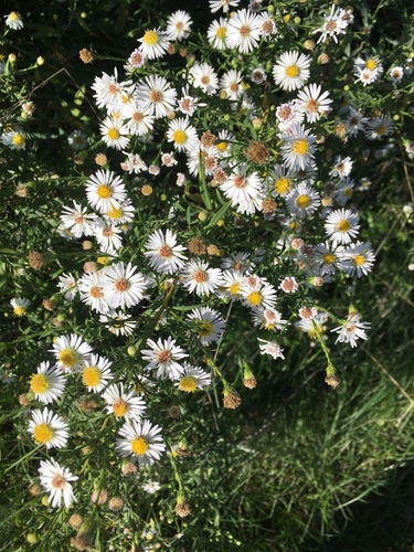 astra kopijovitolistá (Symphyotrichum lanceolatum)