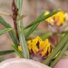 Pultenaea mucronata - Photo (c) Dave Hughes, kaikki oikeudet pidätetään, lähettänyt Dave Hughes