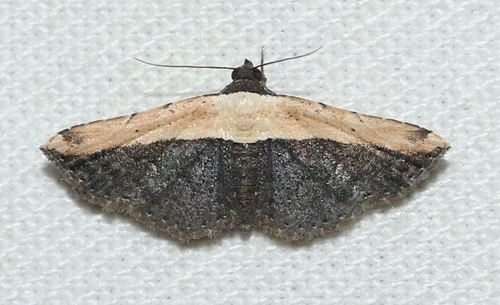 Ataboruza divisa (Walker, 1862)