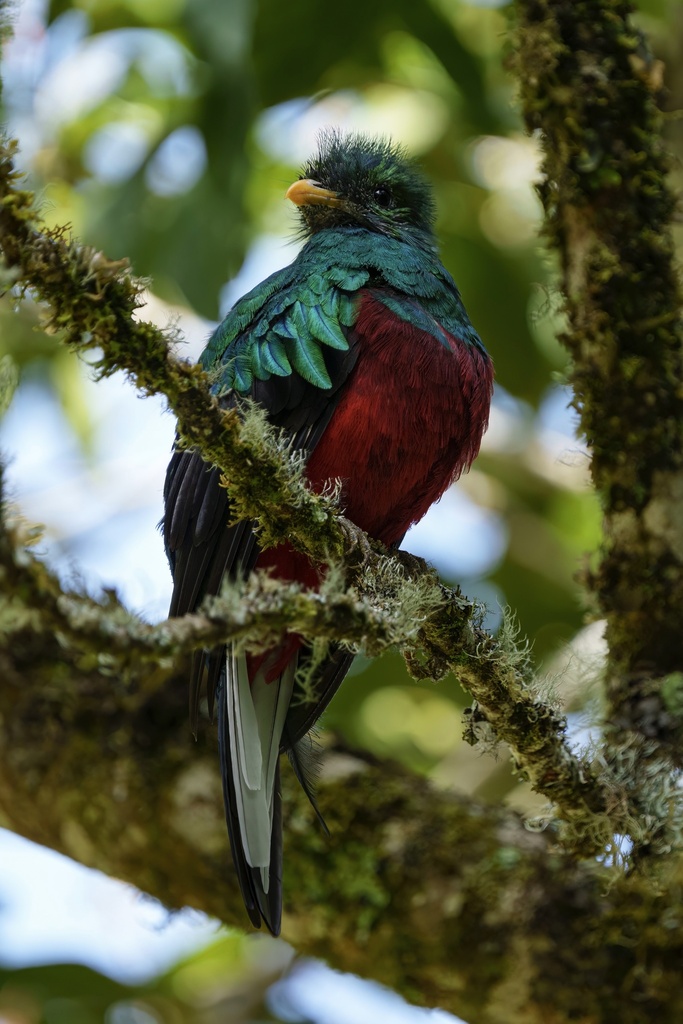 Resplendent Quetzal in July 2023 by Mark · iNaturalist