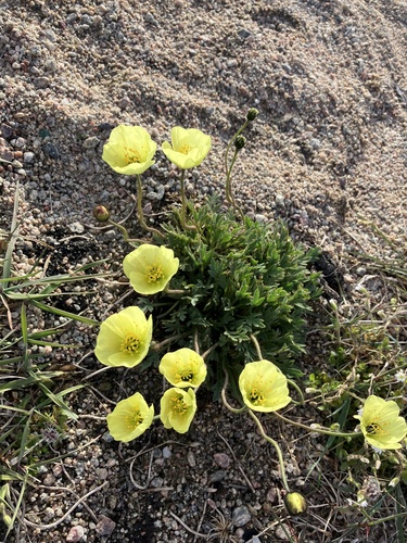 Arctic Poppy