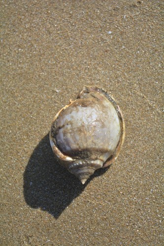 Grey Bonnet Snail