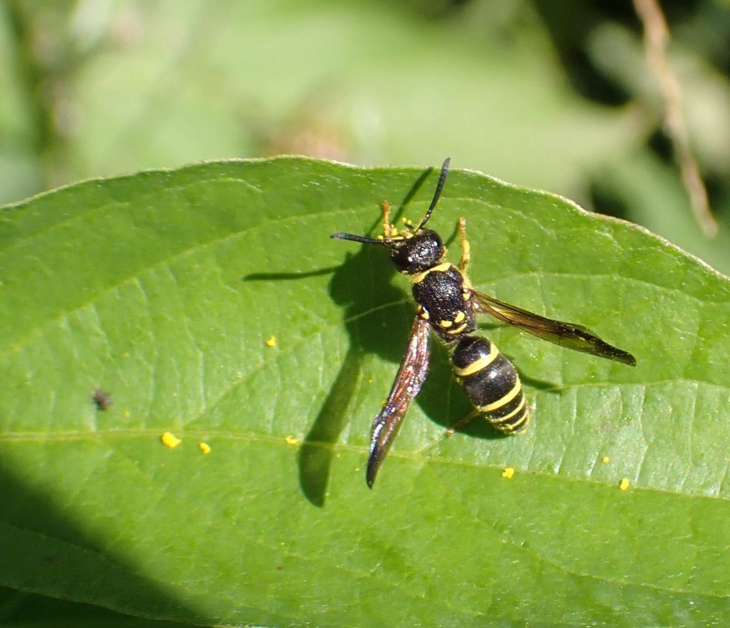 Bramble Mason Wasp from Rockville, MD, USA on September 27, 2023 at 01: ...