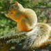 Mexican Fox Squirrel - Photo (c) Alfonso, all rights reserved, uploaded by Alfonso