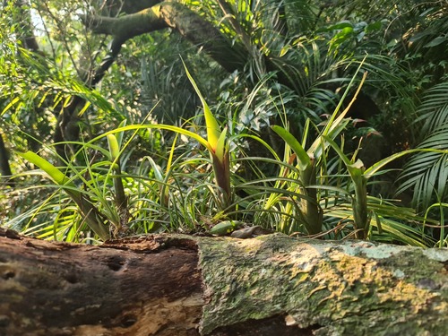 Neoregelia abendrothae