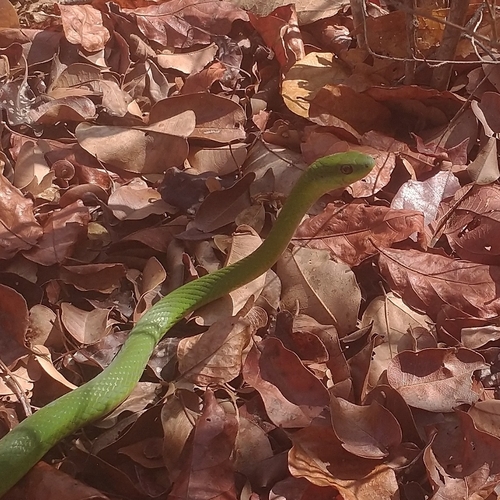 Lichtenstein's Green Racer