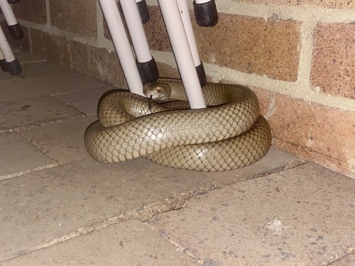Eastern Brown Snake sighting
