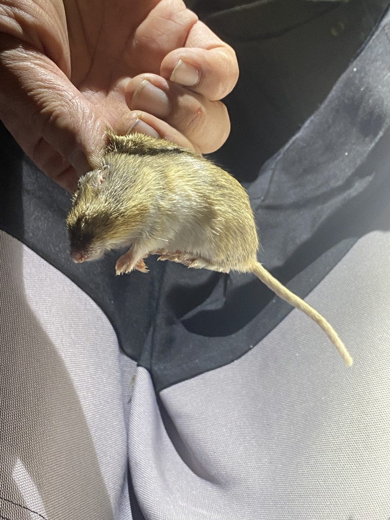 Hispid Pocket Mouse from RM-505, Fort Davis, TX, US on September 26 ...