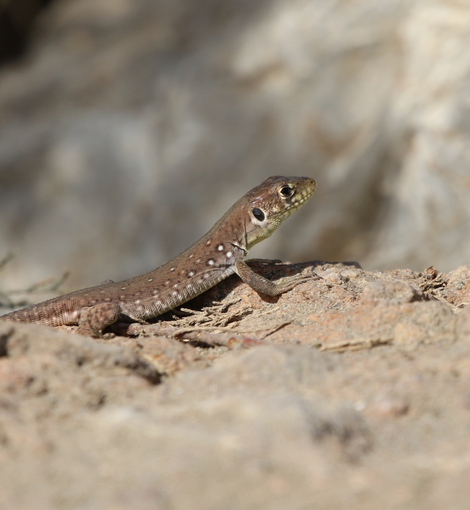 North African Ocellated Lizard from P39J+82V, Béjaïa, Algérie on ...