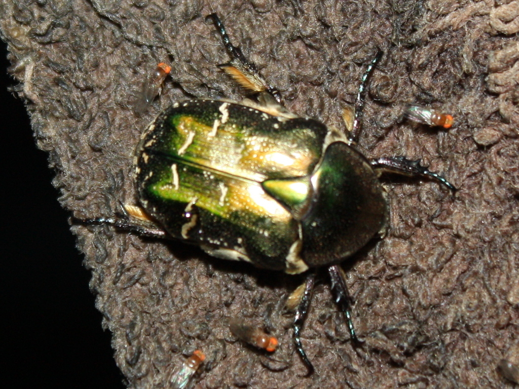 Cetoniina from 15537 Erkner, Deutschland on September 27, 2023 by Jörg