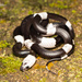 Malayan Banded Wolf Snake - Photo (c) wesleyodicks, all rights reserved