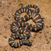Serpiente de Agua con Quilla - Photo (c) wesleyodicks, todos los derechos reservados
