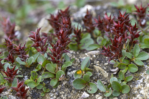 polar willow (Salix polaris)