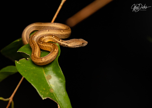 Common Mock Viper — seen at this dive site
