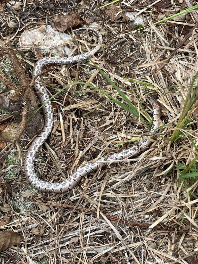 Mole Kingsnake from S Dawson St, Raleigh, NC, US on September 27, 2023 ...