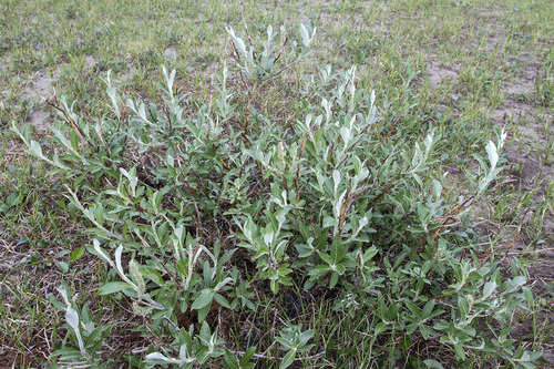 Salix alaxensis var. alaxensis