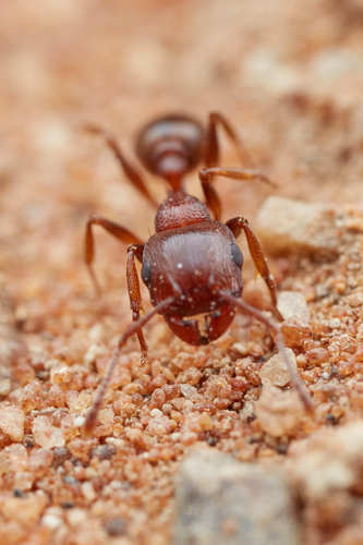 Tetramorium rufescensTetramorium rufescens