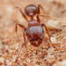 Red Desert Fierce Ant - Photo (c) Philip Herbst, all rights reserved, uploaded by Philip Herbst