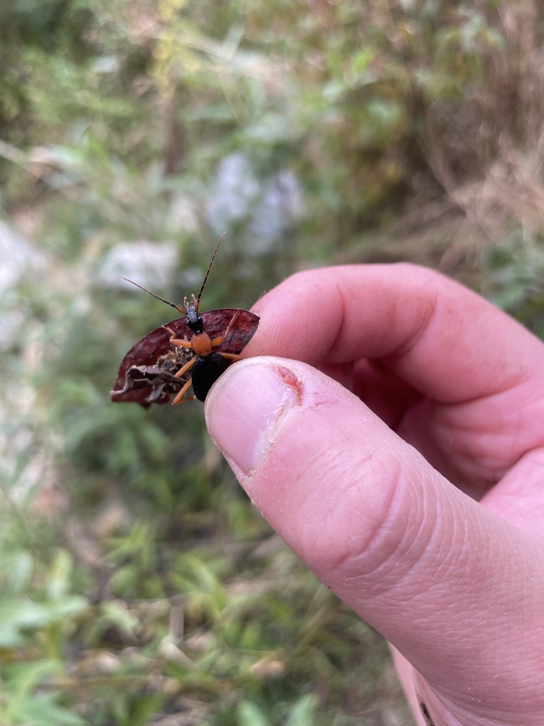 Galerita bicolor from Middle Fork South Fork New River, Blowing Rock ...