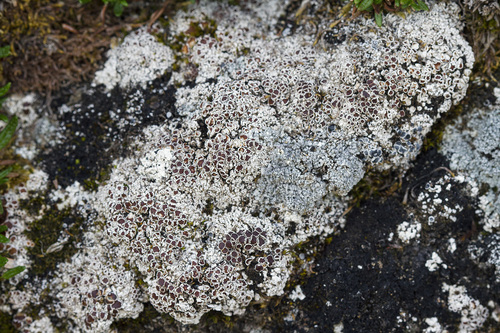 Mossbane Rim Lichen