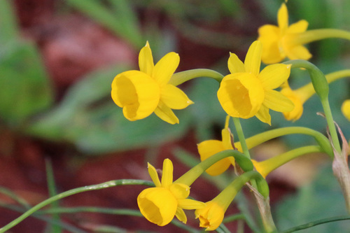 Narcissus gaditanus Boiss. & Reut.