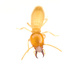 家白蟻屬 - Photo 由 Graham Montgomery 所上傳的 (c) Graham Montgomery，保留所有權利