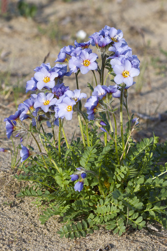 Northern Jacob's-ladder