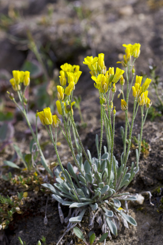 arctic bladderpod (Lesquerella arctica)