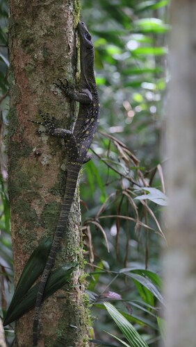 Varanus salvadorii