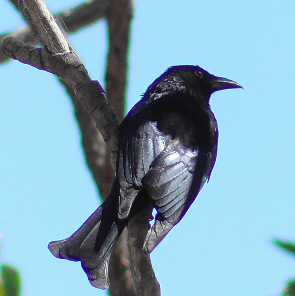 Spangled Drongo from Watsonville QLD 4887, Australia on September 28 ...