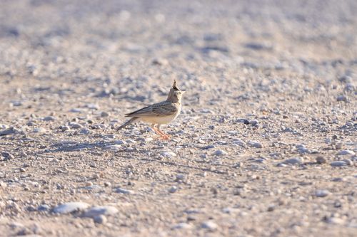 Crested Lark