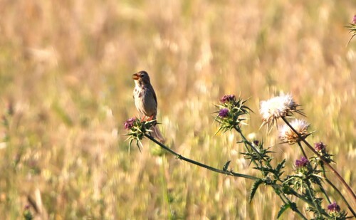 Corn Bunting