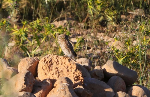 Little Owl
