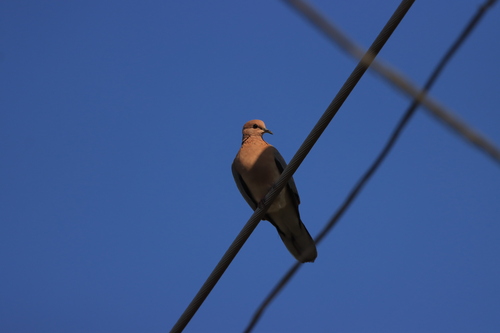 Laughing Dove