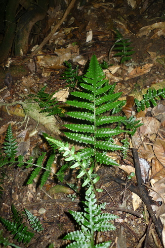 Bolbitis quoyana