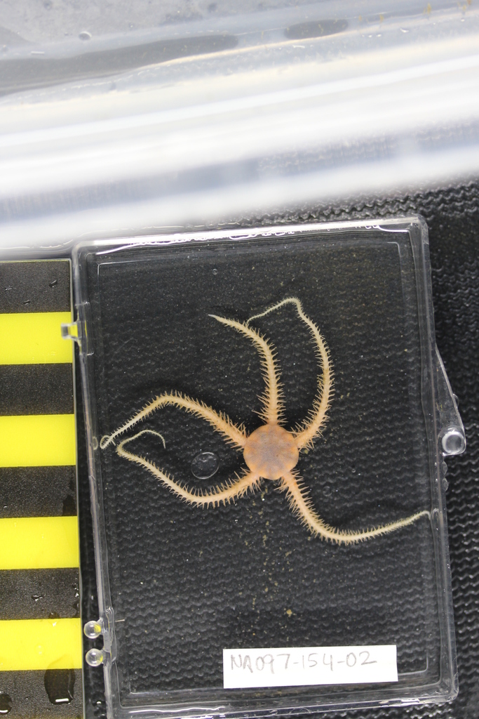 Brittle star (EO02) (Seamounts of Canada's Large Offshore Pacific Area