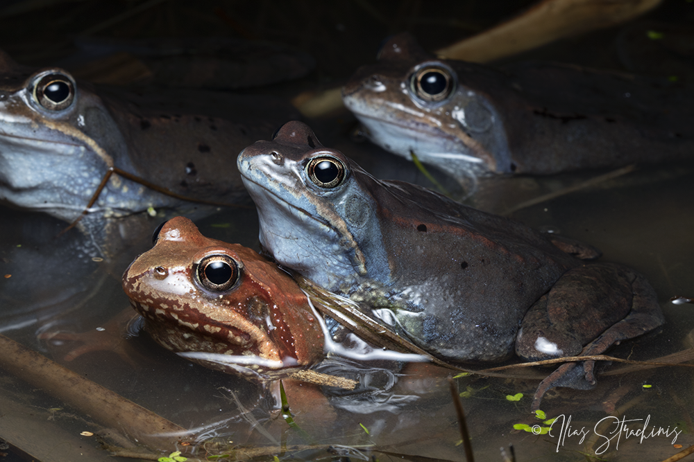 European Common Frog in March 2019 by Ilias Strachinis · iNaturalist