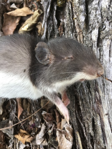 Goldman's Spiny Pocket Mouse (Heteromys goldmani) — Data Deficient Mammalia
