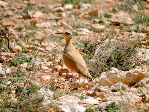 Cream-coloured Courser