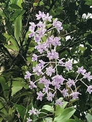 Epidendrum schumannianum image