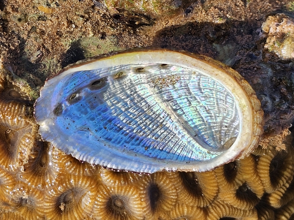 Haliotis diversicolor squamata from Port Hedland, WA, Australia on ...