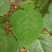 Dendrocnide cordifolia - Photo (c) Te Papa, all rights reserved, uploaded by Te Papa