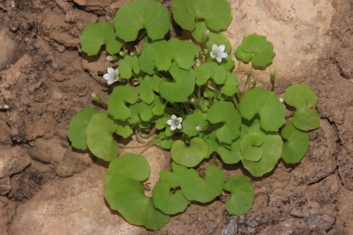 Campanula escalerae