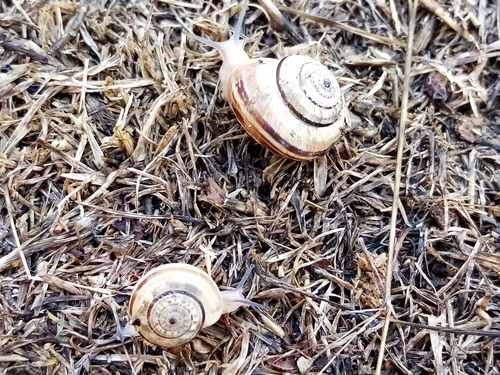 White Italian Snail