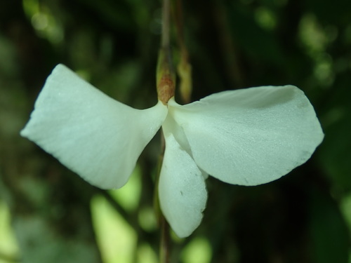 Tillandsia dodsonii