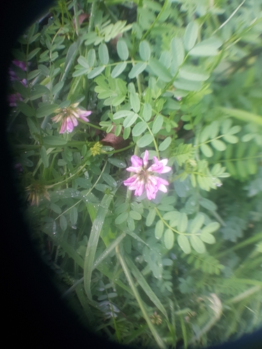 Securigera varia image