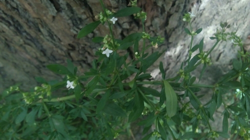 Galianthe brasiliensis · iNaturalist